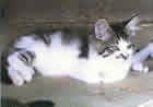 Muffy Muffy