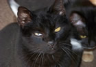 Blackie Blackie