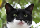Orin Orin